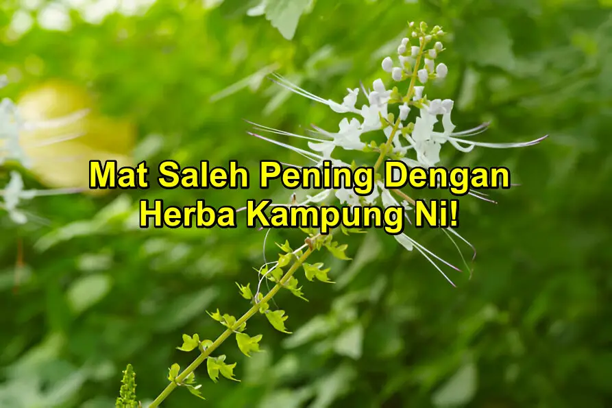 khasiat misai kucing